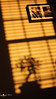 CSPics > 03-26-09

Fascinated by shadows.

I've posted a shot or two of shadow play on my office wall before as daily pics.  But I continue to be mesmerized by the way light and shadows change as we move from one season to the next.

Red sky at morning, sailor's warning . . .