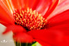CSPics > 05-19-09

Gerbera daisy in evening light