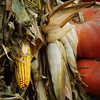 CSPics > 10-17-06

Fall corn & pumpkins