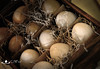 04-06-09

Don't put all your eggs in one basket . . .