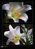 04-13-09

Just your basic Easter lily