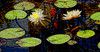 06-29-09

Water Lilies and Koi abstract.

Trying for a Zen-like, meditative feeling in the picture.