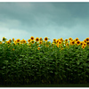 07-31-06 

Sunflowers

Hershey, PA